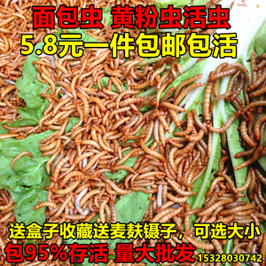 面包虫活体虫子鲜黄粉虫小面包虫500g一斤鸟食钓鱼饵爬行宠物饲料