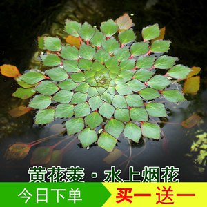 水上烟火黃花菱水生植物浮萍水草微景观危地馬拉水丁香非碗莲睡莲