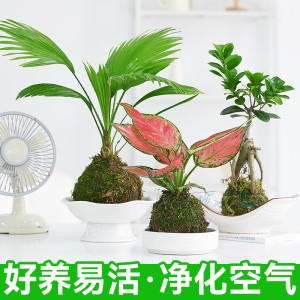 苔藓球植物文竹铁树米竹盆栽办公桌面茶几禅意微景观盆景水培植物