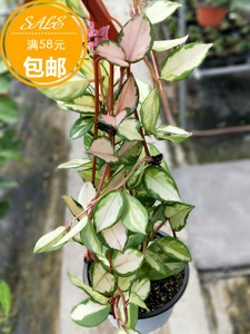 绿叶内锦球兰Hoya carnosa variegata 卧室阳台净化空气 爬藤植物