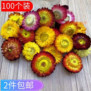 100朵自然七彩真干花雏菊多品种diy材料包相框装饰幼儿园手工制作