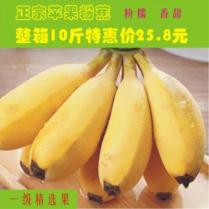 广西粉蕉苹果蕉 新鲜banana香蕉当季新鲜水果现采现发包邮