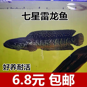 观赏七星鱼彩虹雷龙鱼耐养冷水鱼淡水鱼活体凶猛彩虹雷龙活体包邮