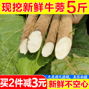 现挖特级牛蒡根 新鲜5斤正品黄金牛蒡茶原料牛蒡根非牛旁榜膀野生