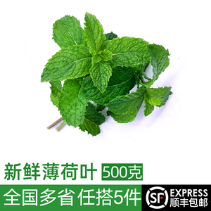 新鲜薄荷叶500g食用鲜薄荷留兰香烘焙泡酒莫吉托调酒茶饮材料香料