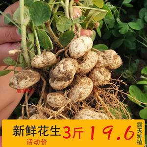 农家自种2022湿花生下酒菜带壳生花生粉红皮带泥新鲜花生现挖现摘