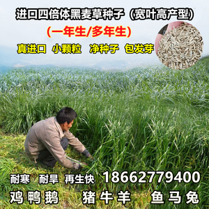 进口宽叶多年生黑麦草种子四季高产牧草种子猪牛羊鸡鸭鹅鱼草种籽