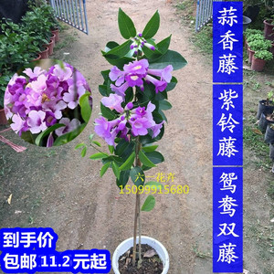 包邮蒜香藤花苗 紫铃藤 攀援爬藤植物法国香水花 炮仗花 凌霄带花