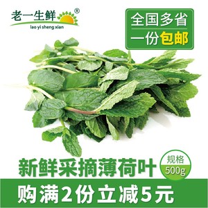 【老一生鲜】新鲜留兰香薄荷叶500g 多省包邮莫吉托调酒食用 薄荷