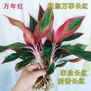 万年红盆栽花卉植物室内吸甲醛办公室桌面小盆景易活绿植如意皇后