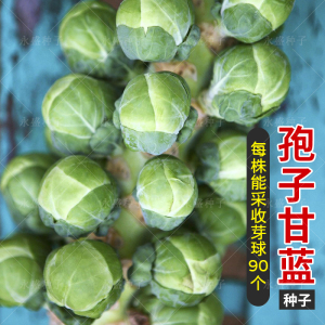 孢子甘蓝菜种籽抱子甘蓝种子小包菜菜种卷心菜籽农家特色蔬菜种孑