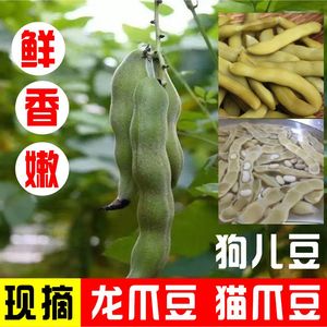 广西新鲜狗儿豆狗爪豆5斤农家特产现摘龙爪豆虎老豆狗毛猫猫豆