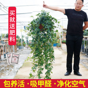 常春藤盆栽好养活常青室内植物办公室庭院垂吊兰绿植绿萝新房装修