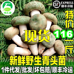 22年云南新鲜野生青头菌 绿头特产野生菌蘑菇非鸡枞牛肝菌红葱