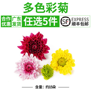 彩菊新鲜小黄菊紫雏菊酒店冷艺摆盘装饰鲜花 雏菊 绿球菊 迷你菊