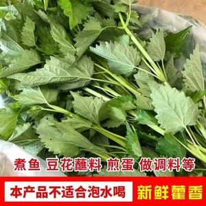 四川新鲜藿香叶芭蒿大茴香鱼香叶顺丰包邮非薄荷全年供货量大从优