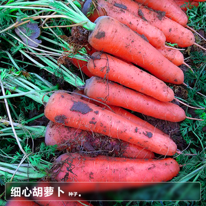 四川水果胡萝卜籽的种子 子莱籽夏季秋季阳台种植蔬菜种籽苗种孑