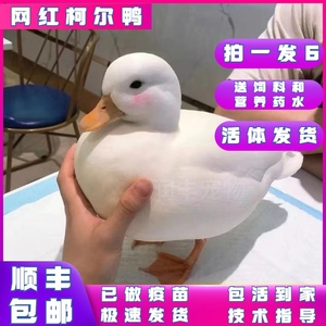 网红小黄鸭苗宠物小鸭子活物宠物鸭活苗的可达鸭柯尔鸭苗活体包邮