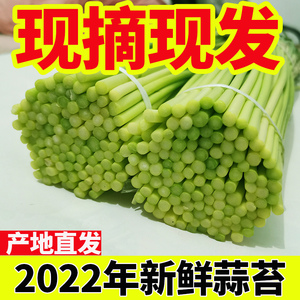 2022年河南大蒜蒜薹新鲜现摘5斤蒜苔蒜毫农家自种特产蔬菜青菜10