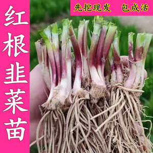 夏季播韭菜根苗紫红根宽叶现挖大叶四季蔬菜苗种子阳台盆栽韭菜籽