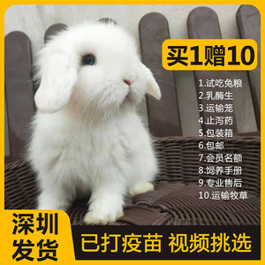 兔子活物纯种荷兰垂耳兔宠物兔侏儒兔小型迷你兔儿童礼物兔子活体