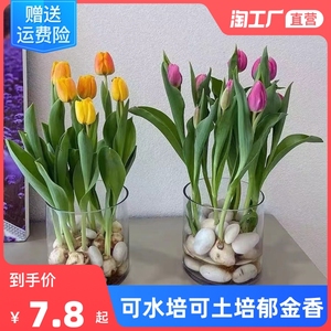 郁金香种球水培土养易活耐寒花卉植物种籽多年生重瓣百合鲜花种球