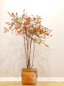 南天竹盆栽（冬天叶子变红，秋天结果，夏天绿叶）