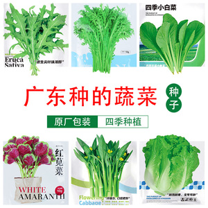 广东菜籽种大全耐热秋季香菜菠菜白菜萝卜种子四季青菜蔬菜种籽孑