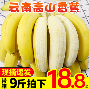 云南高山甜香蕉9斤新鲜当季水果整箱包邮banana芭蕉叶小米蕉10