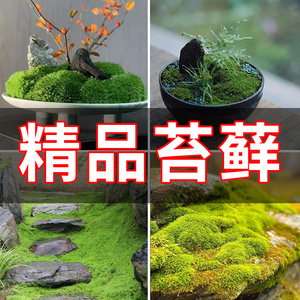 精品苔藓微景观植物水陆鱼缸假山造景青苔绿植盆景盆栽白发藓草皮