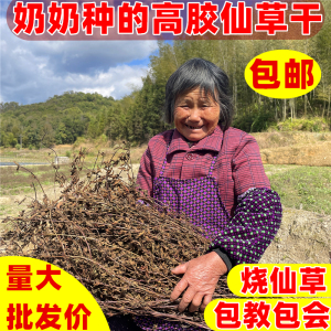 仙草干仙草冻黑凉粉草粿草仙人粄草汁正宗龟苓膏烧仙草 新鲜草干