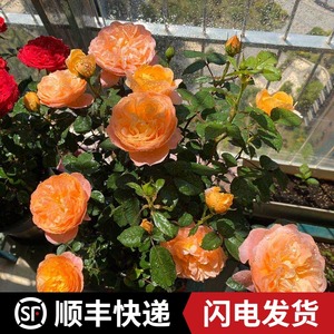 玫瑰花盆栽带花苞果汁阳台月季花苗四季花卉进口欧月微型蔷薇植物