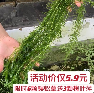 包邮原生蜈蚣草水芙蓉槐叶萍帮助净化水质好养耐活懒人阴性活水草