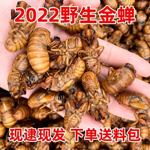 2022年新鲜知了猴金蝉结了龟爬叉猴唐僧肉解拉猴100只冷冻瓶装包