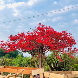 大蒋桂北山城盆景园艺树桩盆景老桩庭院阳台绿植盆栽