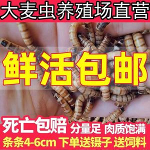 大麦虫活虫鲜活面包虫大号黄粉虫金龙鱼鱼食八哥画眉鸟活体虫子