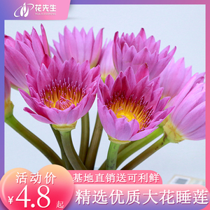 睡莲鲜花室内水养雏菊百合花荷花向日葵花束供佛云南直发同城速递