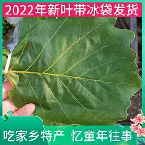 新鲜柞树叶子东北野生玻璃叶伯乐菠萝叶桲椤叶饼包粽子叶胡叶槲叶