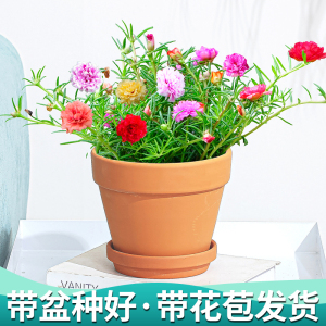 重瓣太阳花苗盆栽混色花卉绿植阳台庭院内四季开花好养植物带花苞