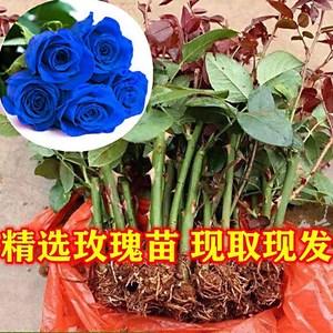 云南直发蓝色玫瑰花扦插小苗四季开花妖姬月季花苗盆栽室内特大花