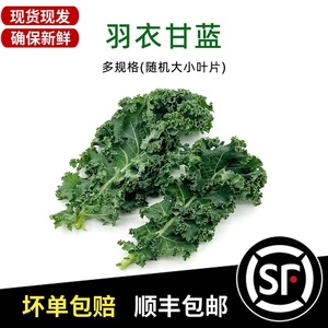 羽衣甘蓝新鲜食用绿色沙拉蔬菜榨汁烤片健身西餐轻食食材kale包邮