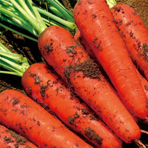 红胡萝卜种子 杂交春季秋季种植农家蔬菜种籽特胡萝卜苗 四季包邮