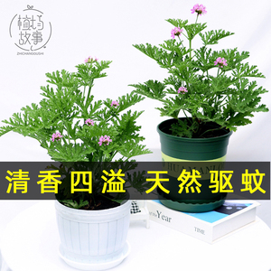 驱蚊草盆栽香叶天竺葵植物驱蚊香草室内花卉卧室绿植驱蚊防蚊植物