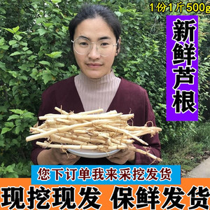 野生新鲜芦根芦茅根苇根芦头芦柴根苇子根芦芽根甜梗子500g包邮