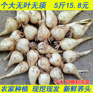 茭头新鲜现挖精选 藠头江西农家自种新鲜大荞头叫头5斤包邮