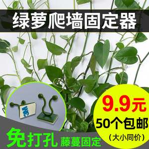 升级绿植色50个绿萝爬墙神器绿植攀爬固定器藤蔓固定夹子无痕粘扣