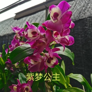 姬美石斛兰 易开花  带花苞发货 3.5寸杯