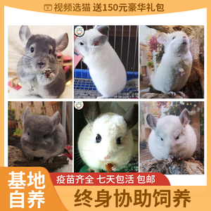 龙猫活体活物玩偶自家繁殖幼崽宠物幼崽长毛龙猫可视频选购包邮