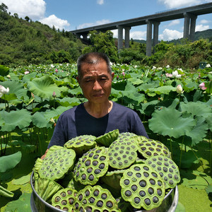 新鲜现摘老莲蓬 熟食煮汤 营养 粉糯香 江西广昌应季成熟老子莲米