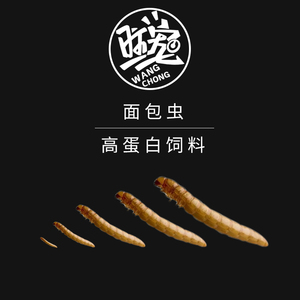 面包虫活体 黄粉虫幼虫卵 跳蛛 螳螂 乌龟 画眉鸟石蛙蜥蜴饲料